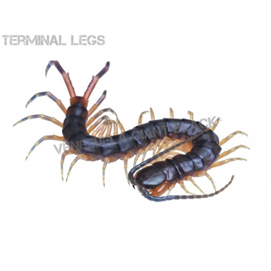 ムカデ専門店 Terminal Legs