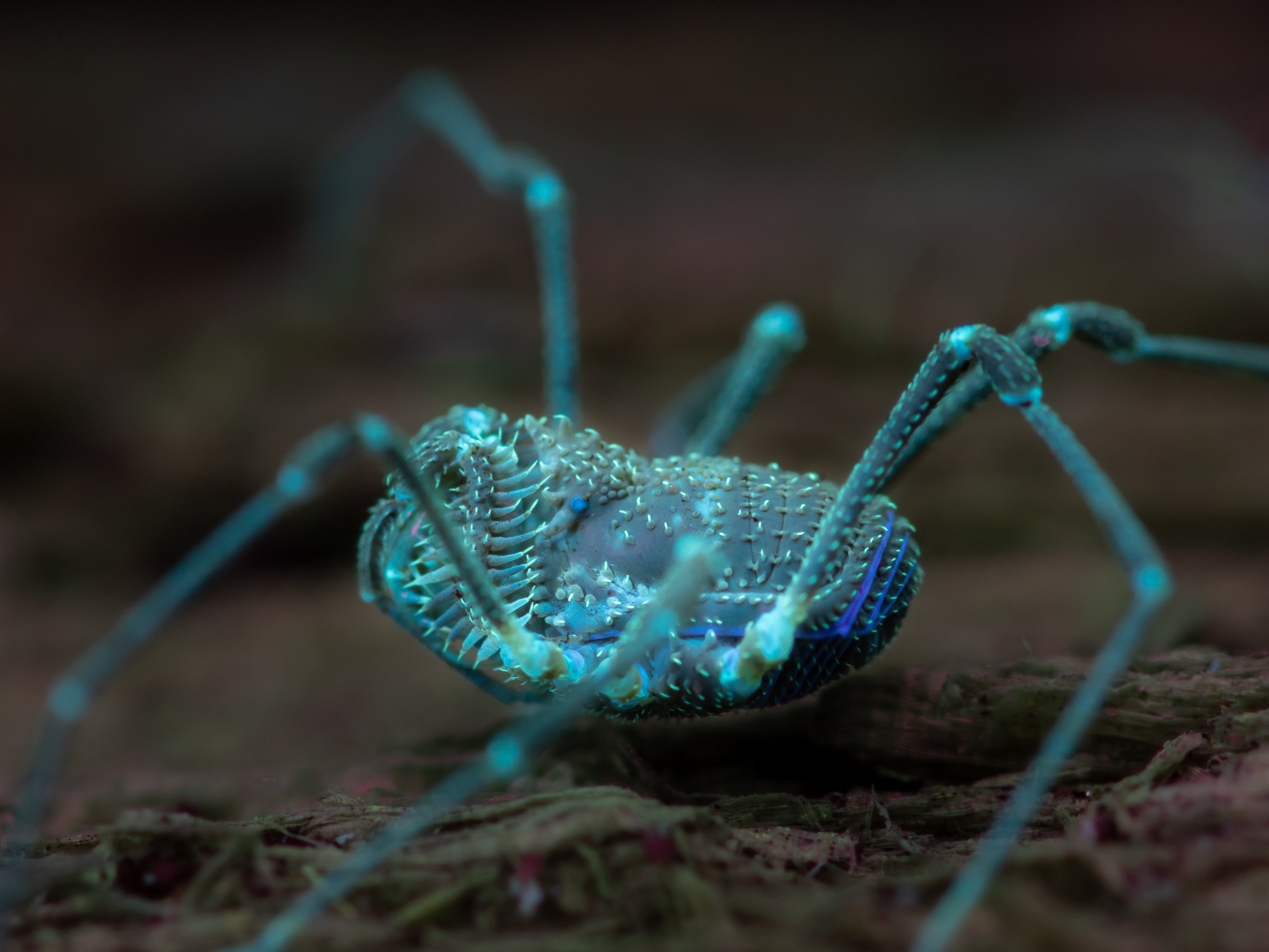 ボッコム　エイドオー　ローカル ボッコム エイドオー 検索)ローカル 痴虫 ティート ニンナ