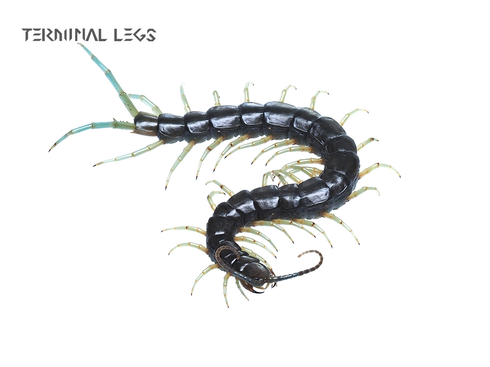 ヤンバル産（ワイルド）緑のムカデ ベビー…1匹での出品…H no001 