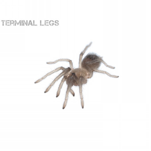カーリーヘアータランチュラ Ls1 ムカデ専門店 Terminal Legs カーリーヘアータランチュラ Ls1 ムカデ専門店 Terminal Legs