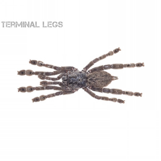 トーゴスターバースト ムカデ専門店 Terminal Legs トーゴスターバースト ムカデ専門店 Terminal Legs