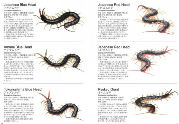 デジタル版 The Centipede 図鑑編 ムカデ専門店 Terminal Legs