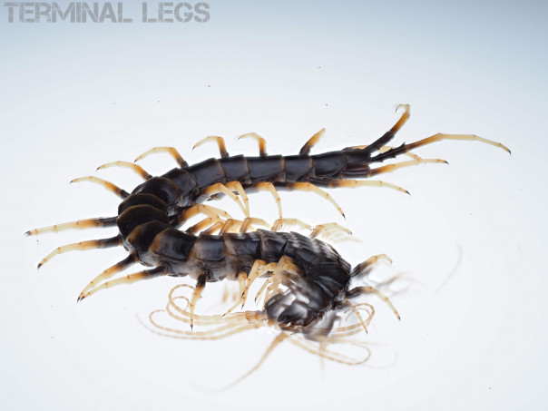 THE CENTIPEDE 撮影舞台裏 | ムカデ専門店 Terminal Legs
