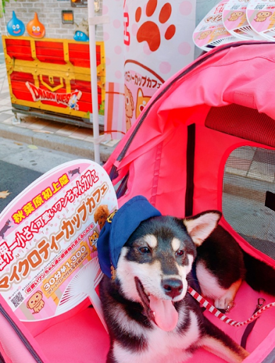 かわいい動物と触れ合える秋葉原の犬カフェ Micro Tea Cup Cafe Limmy