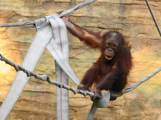 森の賢者たち おちかさん S Ownd