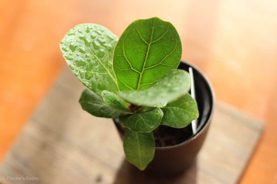 これまでで最高の観葉 植物 大きく 育てる すべての美しい花の画像