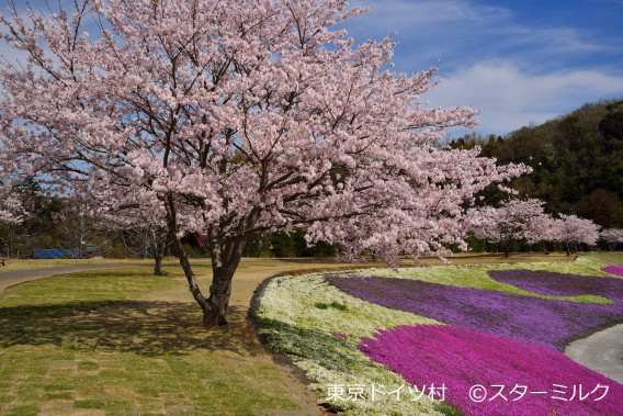 桜と芝桜 東京ドイツ村 スターミルクの見た風景