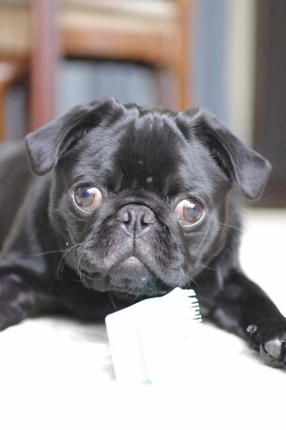 Fci ジャパンインターナショナルドッグショー15 Dog Trainer Alissa