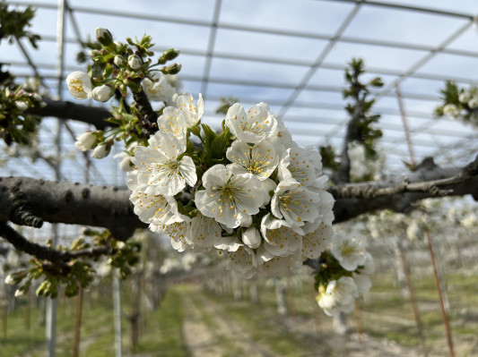 さくらんぼの花が開花 助 松下農園