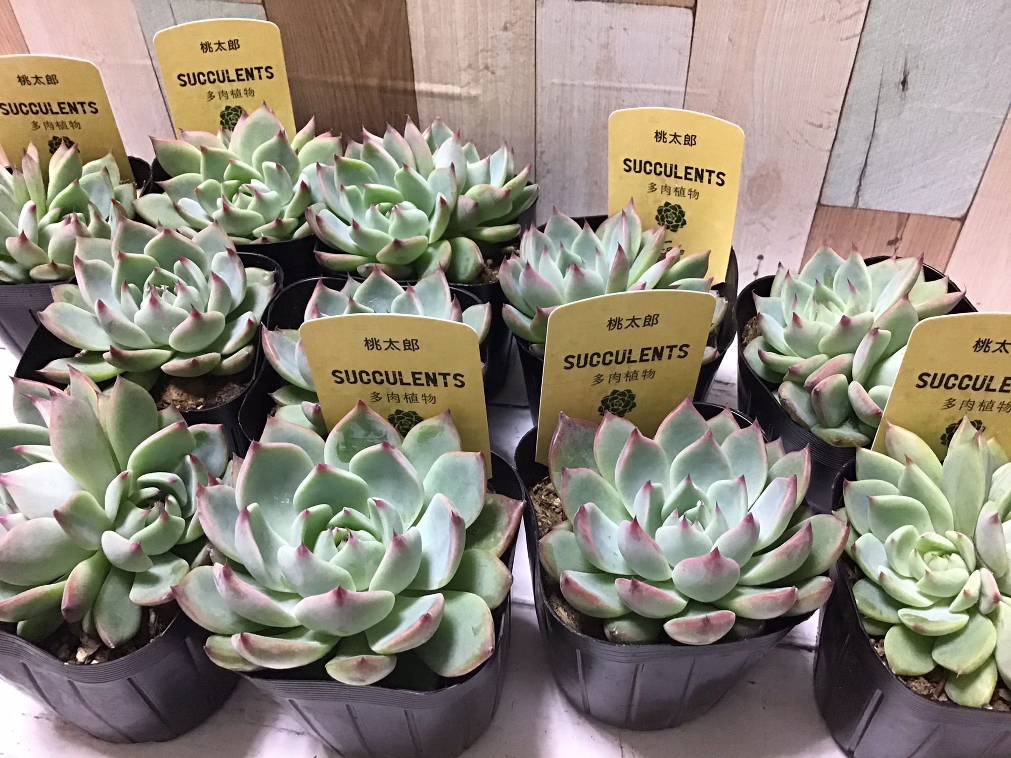 ページ 多肉植物 寄せ植え 教室 スクール ワークショップ Cafe De Succulent