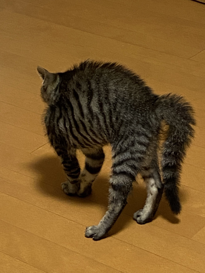イグアナ ねこのて イグアナ ねこのて