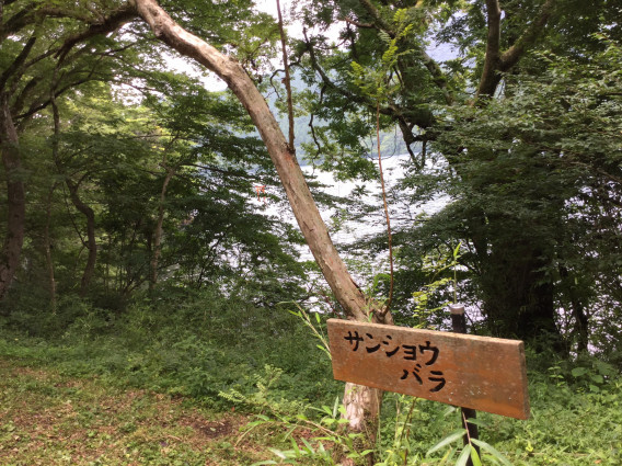 ひとりになれる場所 九頭龍の森 スピリチュアルの枠をひろげる