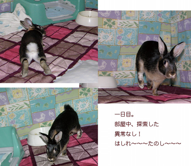 黒蜜きなこ Cottontail Office