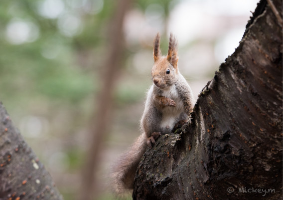 リスも木から落ちる Mickey With Camera