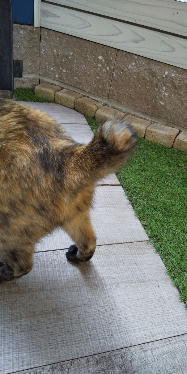 最も欲しかった 猫 尻尾 太い かがのもと