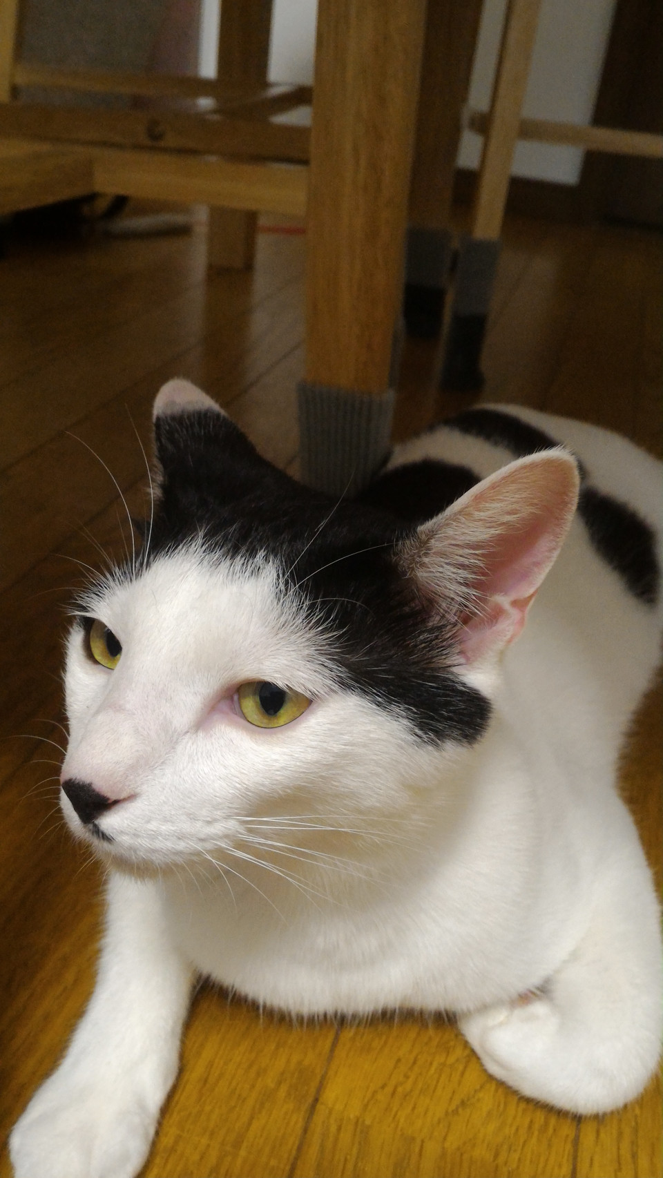 白黒猫のおもしろさ イ ヌ ヤ ド 愛犬と 宿泊する 小さなホテル 白黒猫のおもしろさ イ ヌ ヤ ド 愛犬と 宿泊する 小さなホテル