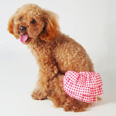 サニタリーパンツ マナーパンツ ホビー講座 Hapimo Shares 犬服教室 東京 神奈川 千葉 暮里 世田谷 横浜 鎌倉 藤沢 平塚 スワニー山下公園 川崎教室 S Ownd