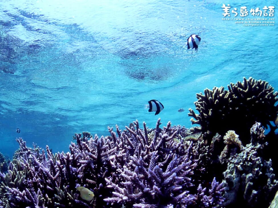 真実 kazenotubuyaki4's Ownd