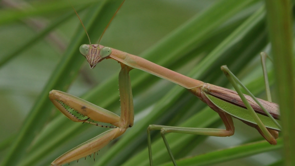 生き物解説】カマキリの眼に大注目「夜はサングラス？」 | トヨタの森 公式ブログ