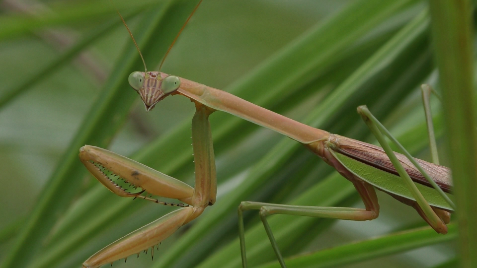 生き物解説 カマキリの眼に大注目 夜はサングラス トヨタの森 公式ブログ