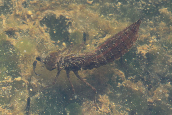 生き物解説 カエルの大ピンチ その原因は トヨタの森 公式ブログ