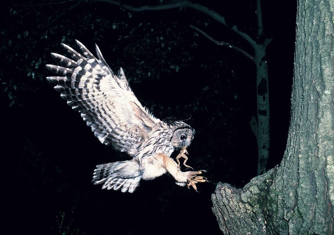 生き物解説 フクロウのお食事メニュー 卵とドングリの深い関係 トヨタの森 公式ブログ