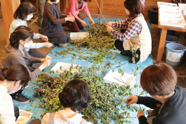 イベント報告 サクラの草木染め体験 トヨタの森 公式ブログ イベント報告 サクラの草木染め体験 トヨタの森 公式ブログ