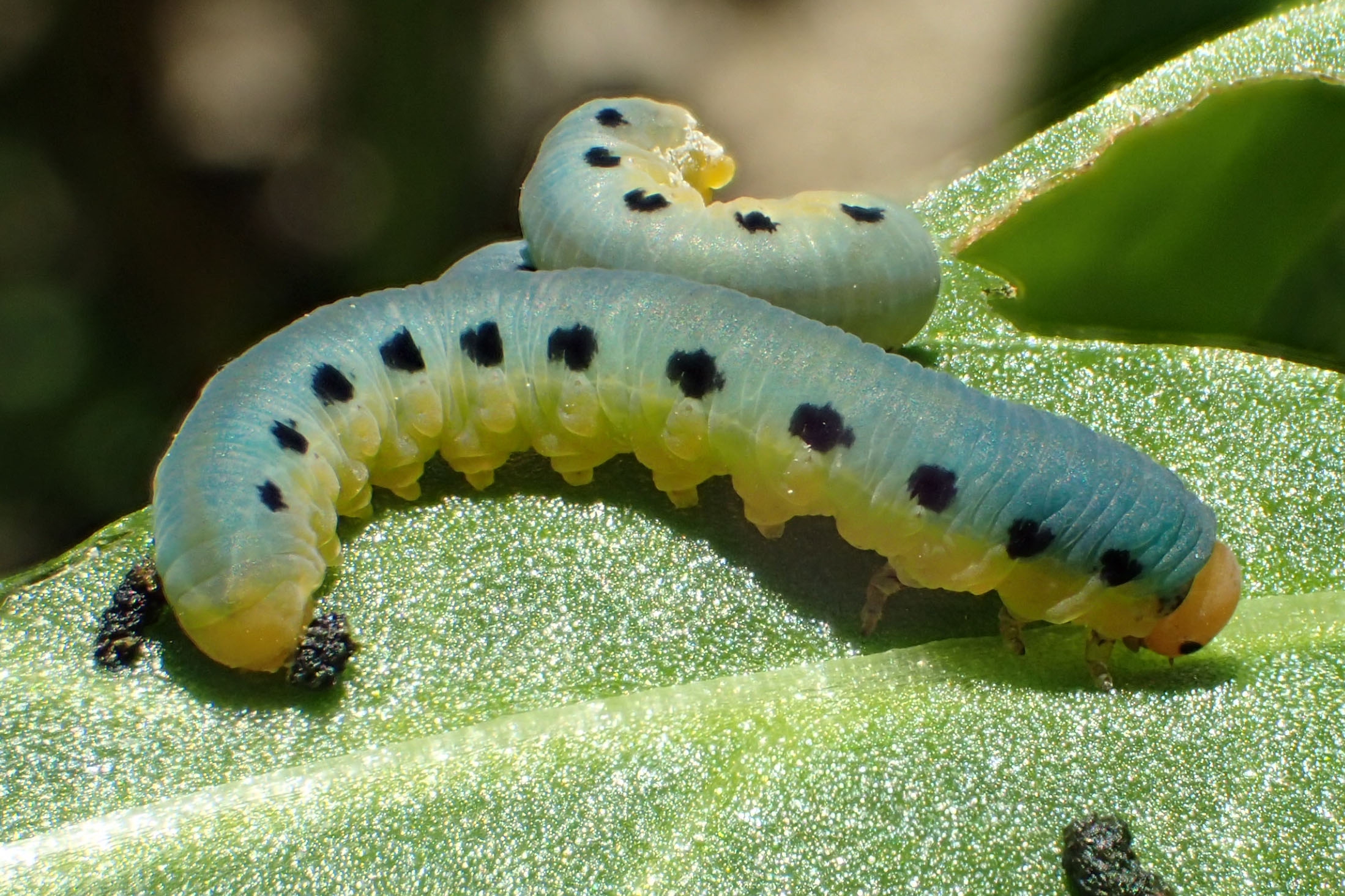 おうちでできる生き物クイズ 第６弾 こたえ トヨタの森 公式ブログ