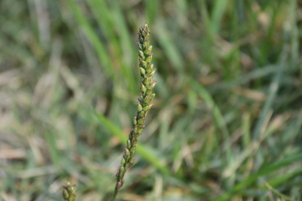 イベント報告 森歩きで二十四節気を楽しもう 霜降 秋の実りと虫の声 トヨタの森 公式ブログ