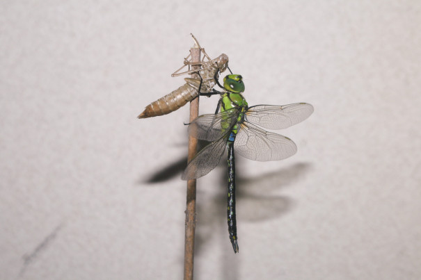 生き物解説 トンボの大変身は大変だ トヨタの森 公式ブログ