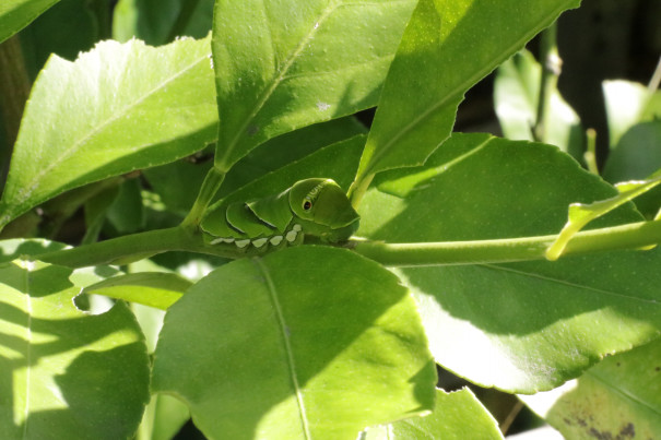 イベント報告 森歩きで二十四節気を楽しもう 霜降 秋の実りと虫の声 トヨタの森 公式ブログ