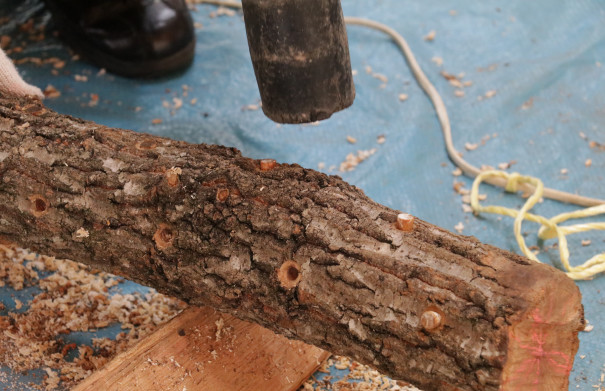 イベント報告 ドングリの木でシイタケ作り トヨタの森 公式ブログ