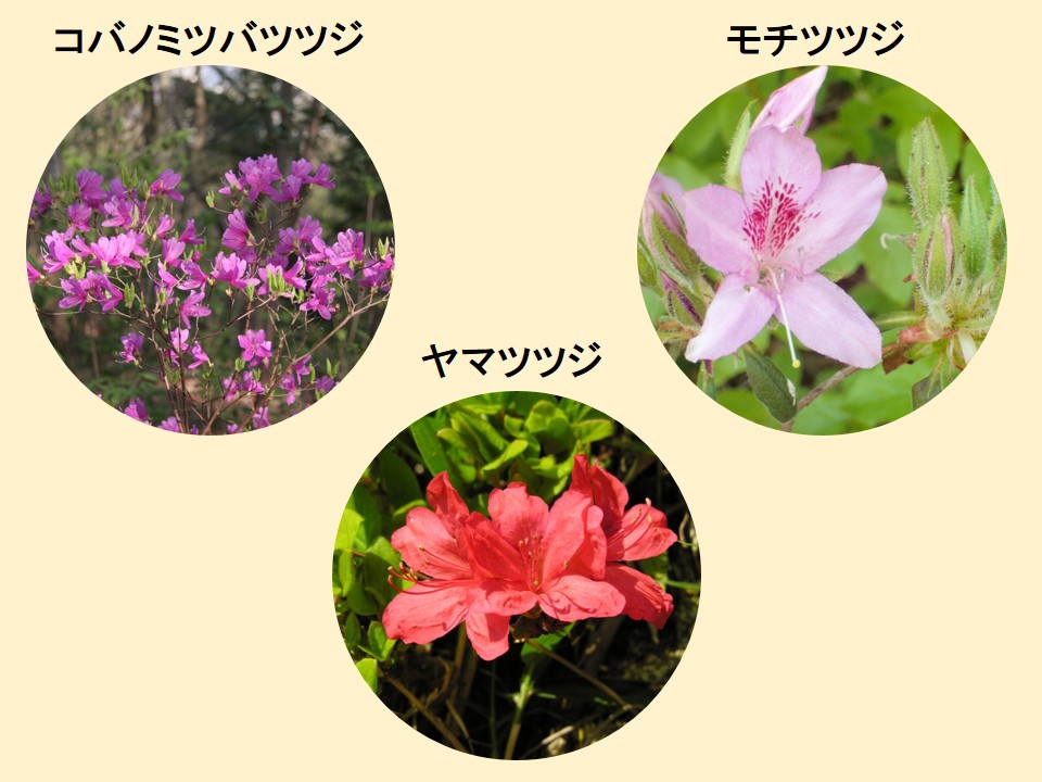 ミツバツツジ ツボミあり 160cm 【公式通販】