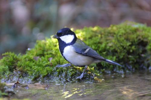 シジュウカラのヒナ 巣立ち トヨタの森 公式ブログ