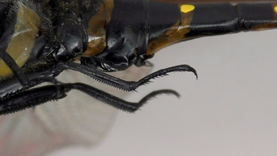 生き物解説 飛ぶ技術は昆虫界ナンバーワン トンボの体の秘密にせまる トヨタの森 公式ブログ