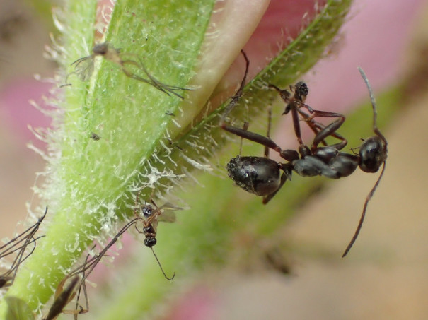 おうちでできる生き物クイズ 第１０弾 ツツジのベタベタ トヨタの森 公式ブログ