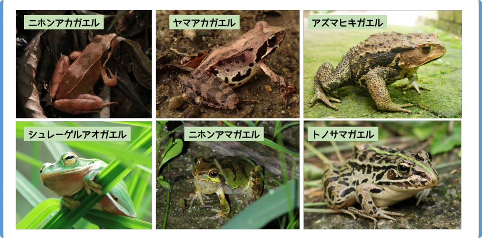 生き物解説】冬だからこそ！？アカガエル大集合～ | トヨタの森 公式ブログ