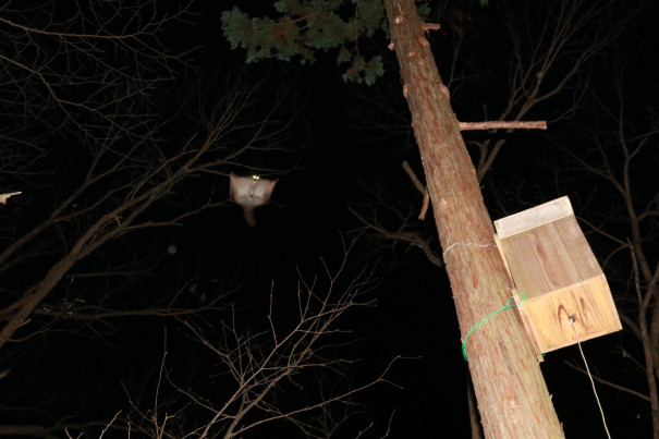 生きもの解説 まるで空飛ぶ座布団 木の上の住人 ムササビの生態とは トヨタの森 公式ブログ