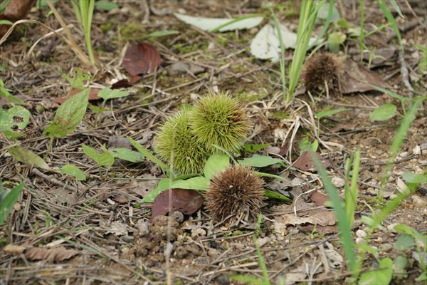 イベント報告 森あるきで二十四節気を楽しもう 白露 はくろ 実りの秋を探しに行こう トヨタの森 公式ブログ