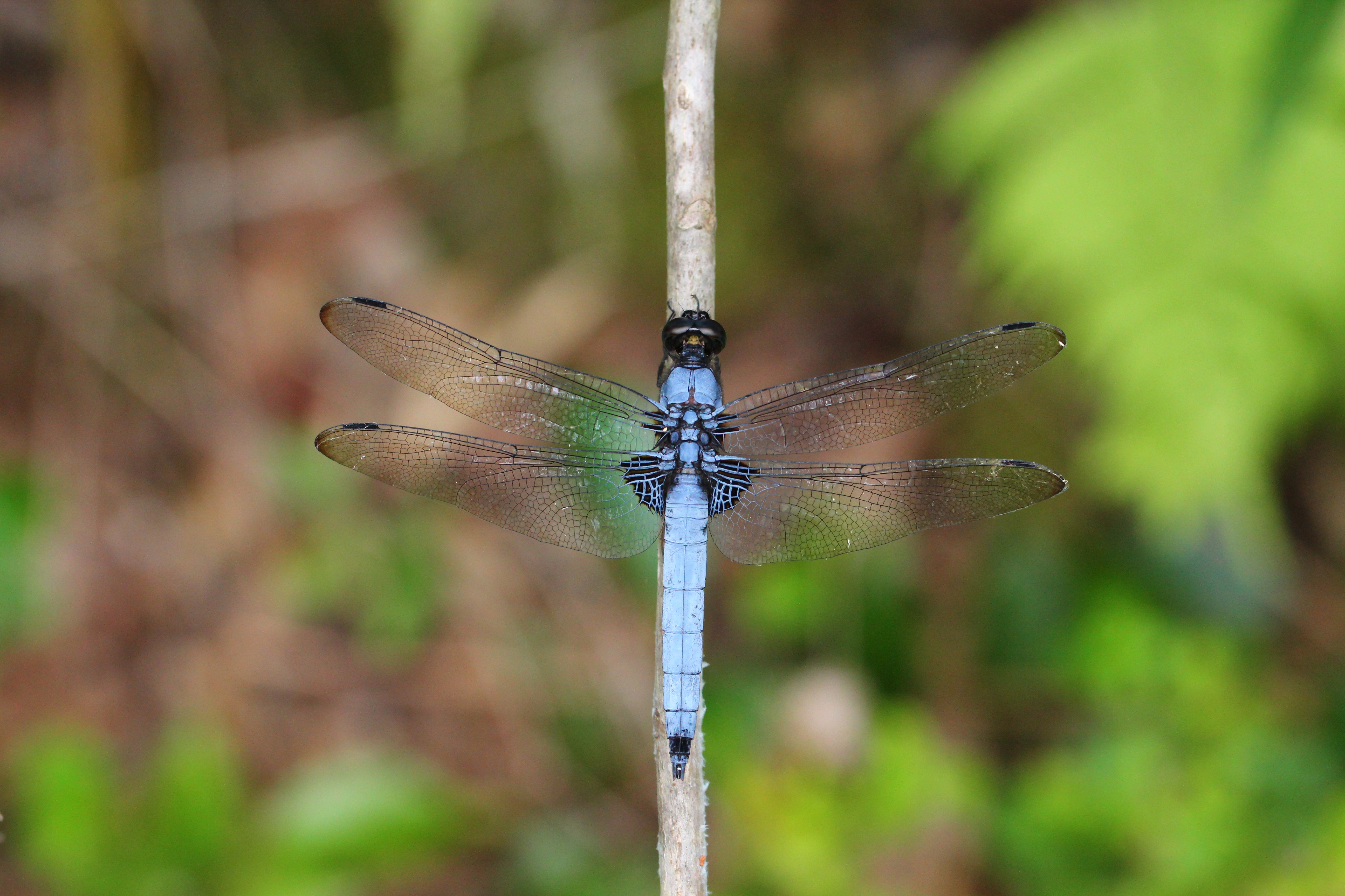 生き物解説】色いろいろ～トヨタの森のトンボ図鑑～  トヨタの森 公式 