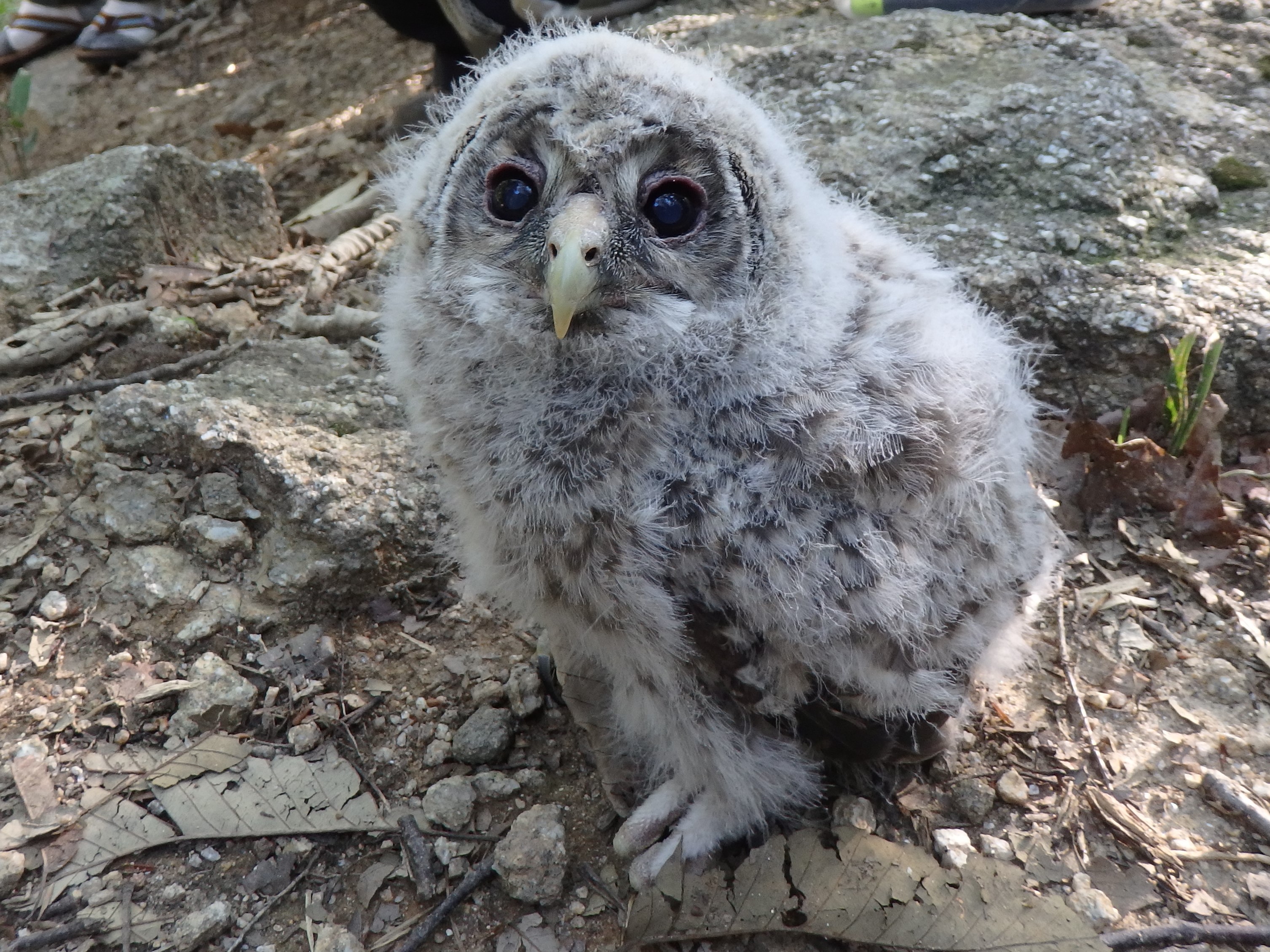 生き物解説】「フクロウの子育て拝見～卵からヒナの巣立ちまで