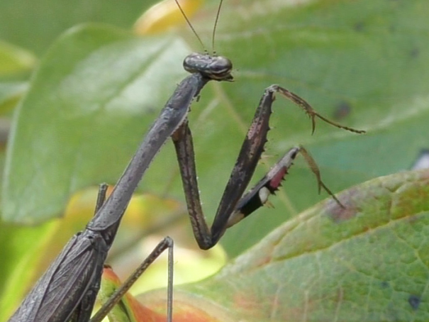 生き物解説】カマキリだよ！全員集合 外来種カマキリはなぜやってきた？ | トヨタの森 公式ブログ