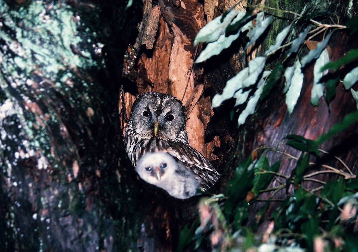 生き物解説 フクロウの子育て拝見 卵からヒナの巣立ちまで トヨタの森 公式ブログ