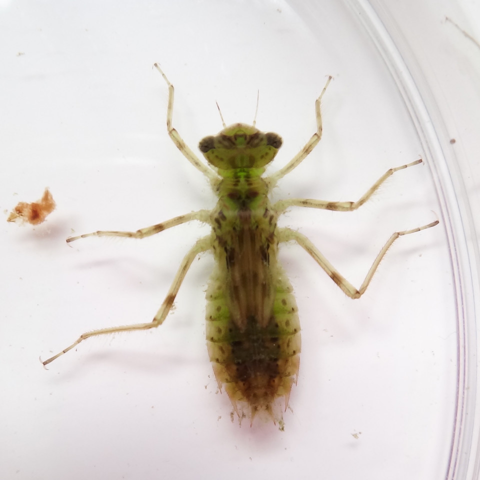 生き物解説 トンボの大変身は大変だ トヨタの森 公式ブログ