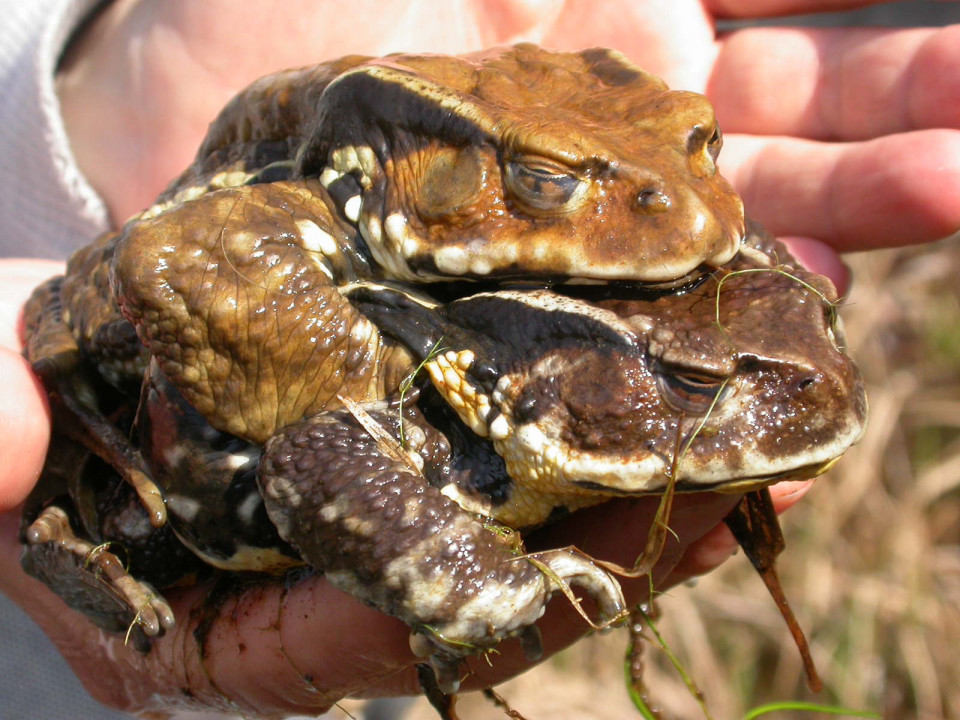 生き物解説 アズマヒキガエルとヤマカガシ 無駄のない生き方を学べ トヨタの森 公式ブログ