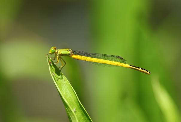 生き物解説 ヤゴのマスクは何のために付いているの トヨタの森 公式ブログ
