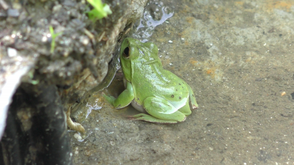 生き物解説 カエルの大ピンチ その原因は トヨタの森 公式ブログ