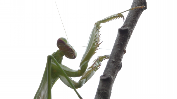 生き物解説 カマキリの眼に大注目 夜はサングラス トヨタの森 公式ブログ