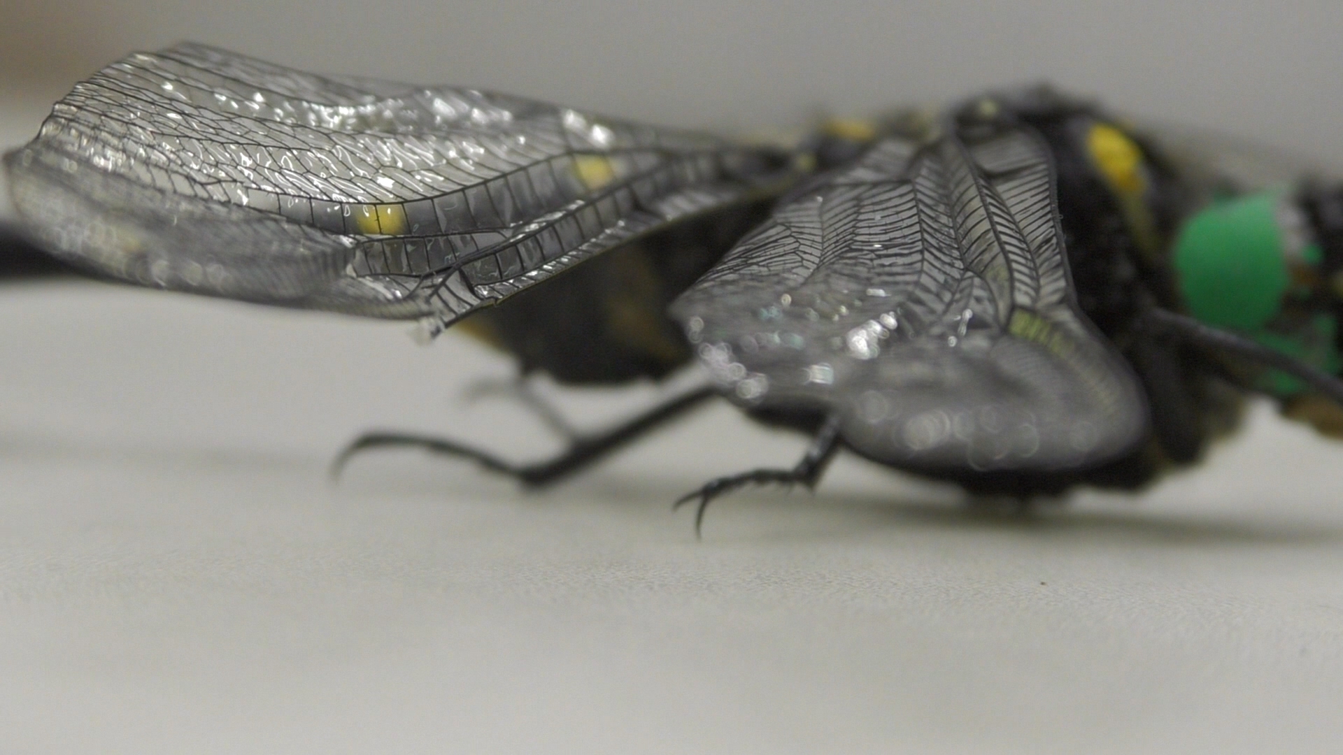 生き物解説 飛ぶ技術は昆虫界ナンバーワン トンボの体の秘密にせまる トヨタの森 公式ブログ
