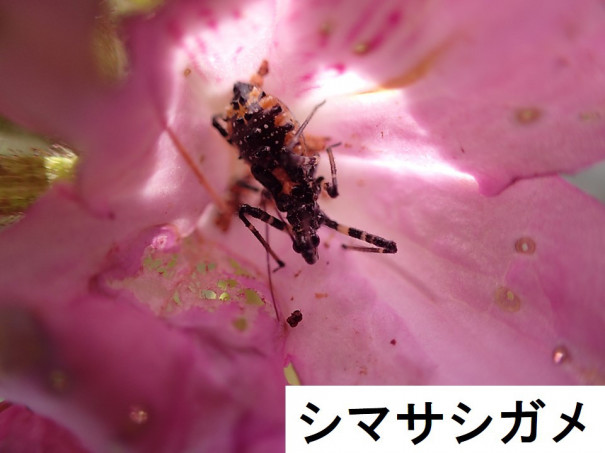 生き物解説 ツツジの蕾 つぼみ はなぜベタベタ トヨタの森 公式ブログ